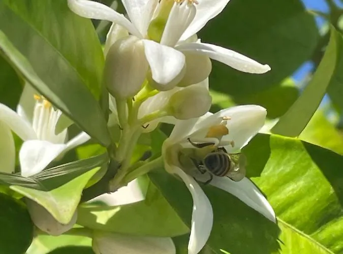 Ciccone 3* Villamagna (Abruzzo)