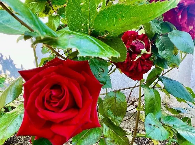 Ciccone فندق مبيت وإفطار 3*